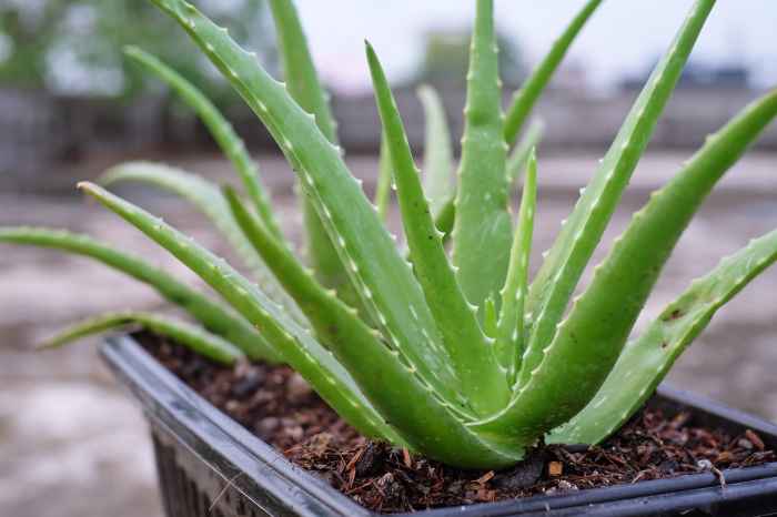 How to water an aloe vera plant