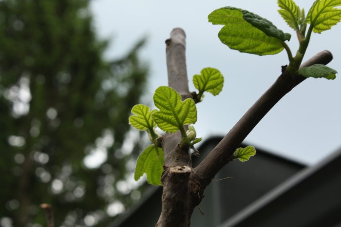 How often to water fig plant