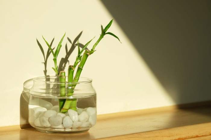 How to grow lucky bamboo plant in water