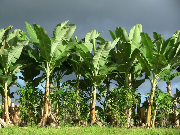 How much water does a banana plant need