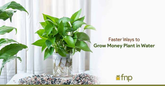 How much water does a money plant need