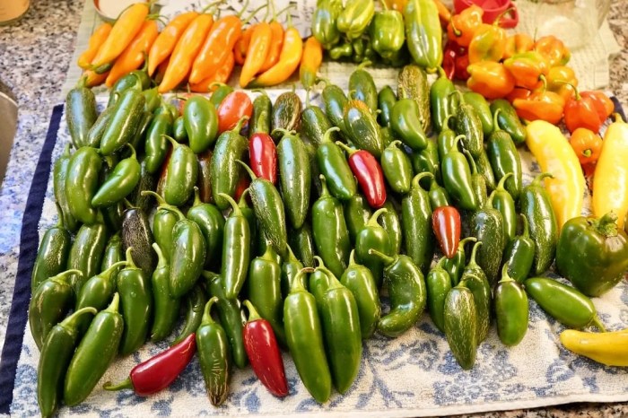 How much water does a jalapeno plant need