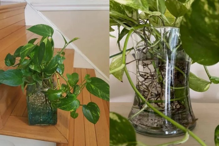 How often to water pothos plants