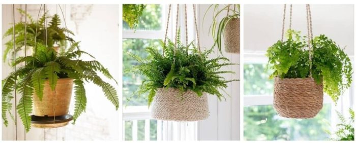 How do you water hanging plants