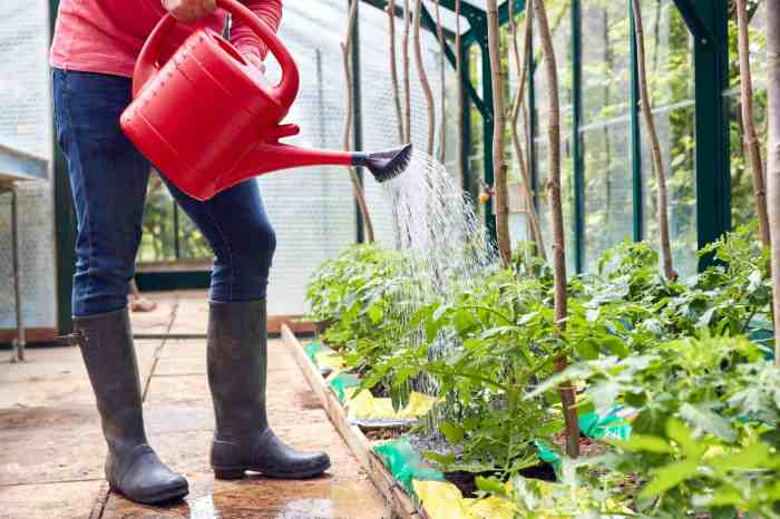 Tomatoes watering