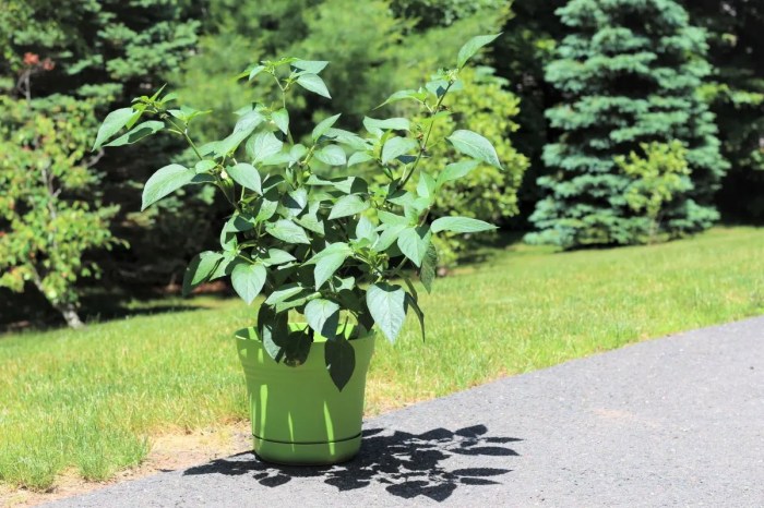 How much water do jalapeno plants need