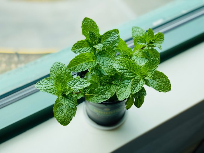 How often to water mint plant