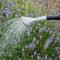 How Often Do You Water Lavender Plants?