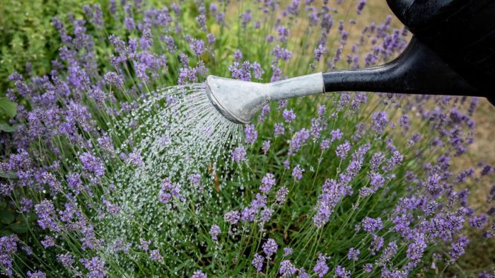 How often do you water lavender plants