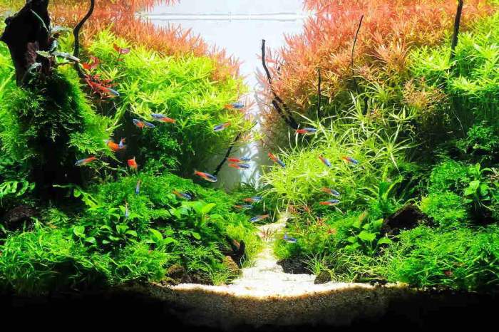 Is fish aquarium water good for plants