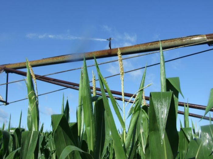 How often to water a corn plant