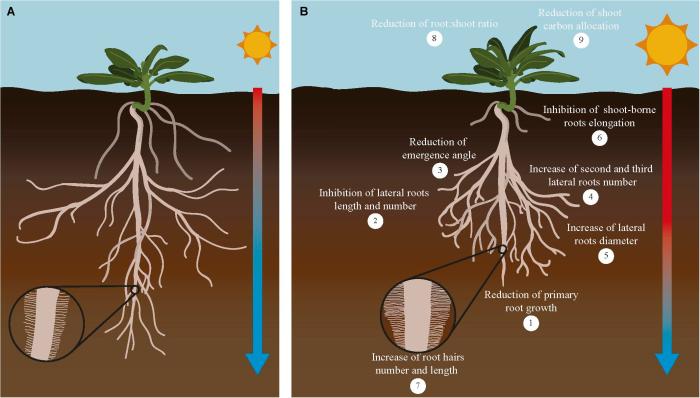 How does water affect plant growth