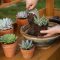 Should You Water Plants After Repotting?