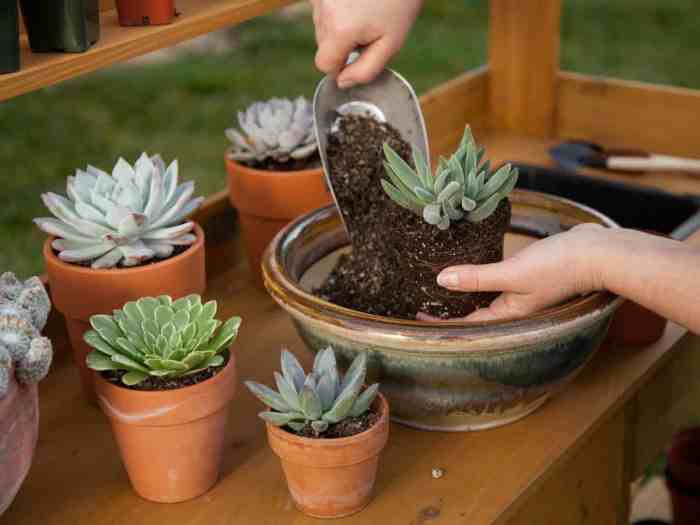 Should you water plants after repotting