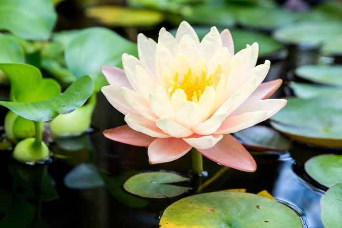 What is water lily plant