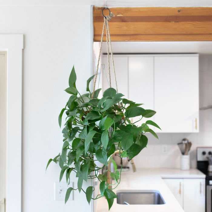 How do you water hanging plants