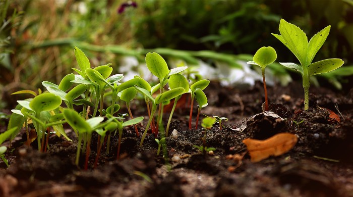 How do plants take in water