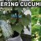 Do Cucumber Plants Need a Lot of Water?