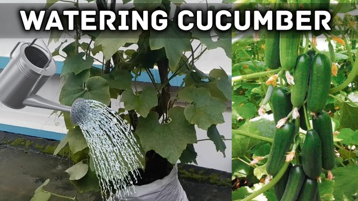 Do cucumber plants need a lot of water