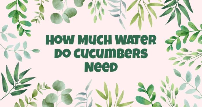 Do cucumber plants need a lot of water