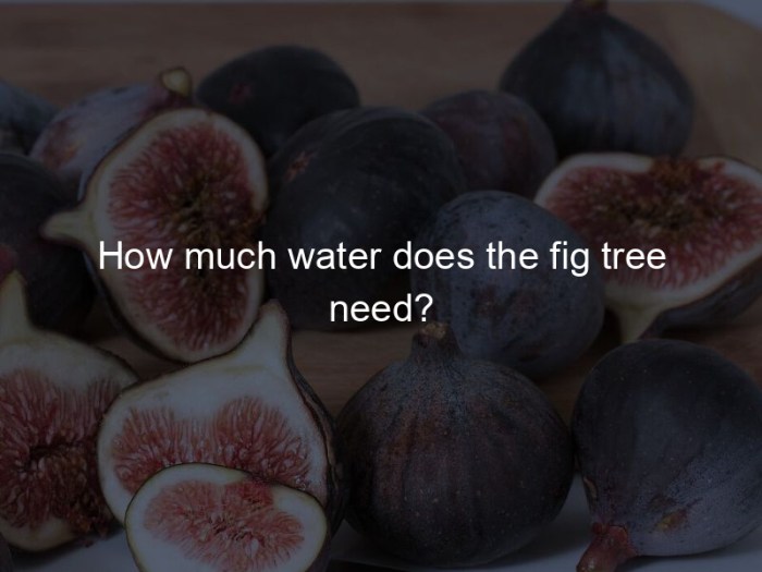 How often to water fig plant