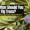 How Often to Water Fig Plants