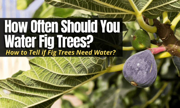 How often to water fig plant