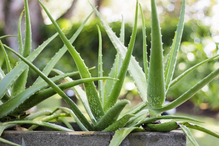 How often to water a aloe vera plant