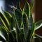 When to Water a Snake Plant