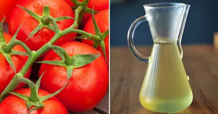 Should you water tomato plants everyday