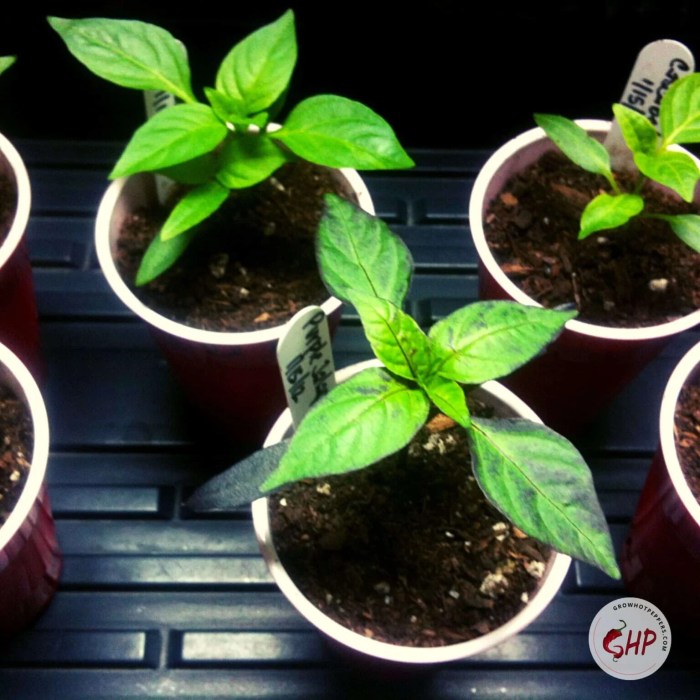 How often do you water pepper plants