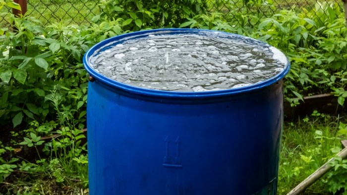 How to collect rain water for plants