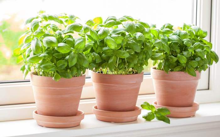 How often to water basil plant indoors