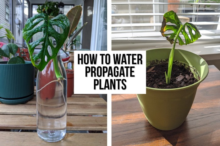 How to grow plant cuttings in water