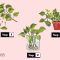 How to Grow Plant Cuttings in Water