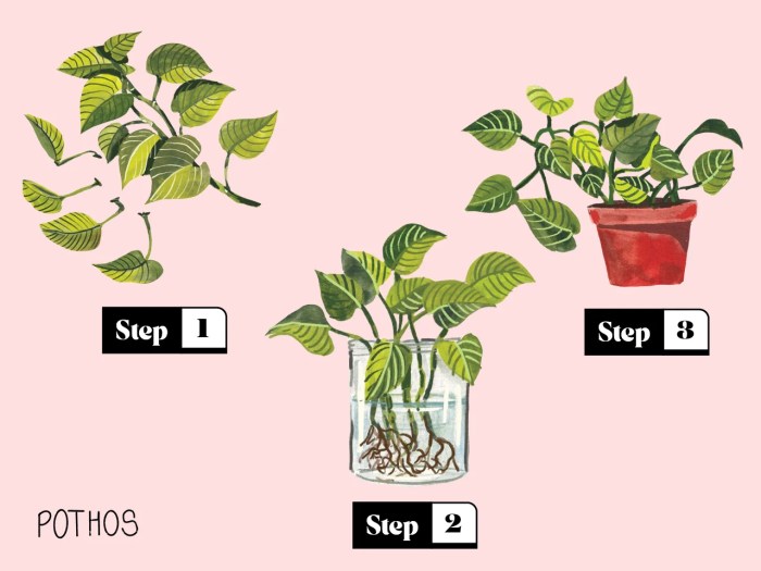 Cuttings water propagate stem way