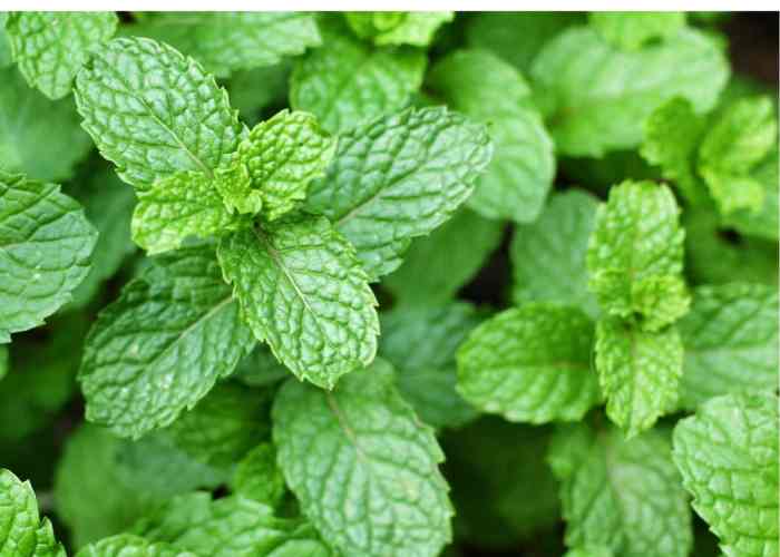 How often to water mint plant