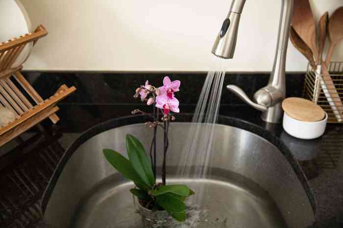 Orchid orchids care water phalaenopsis beginners