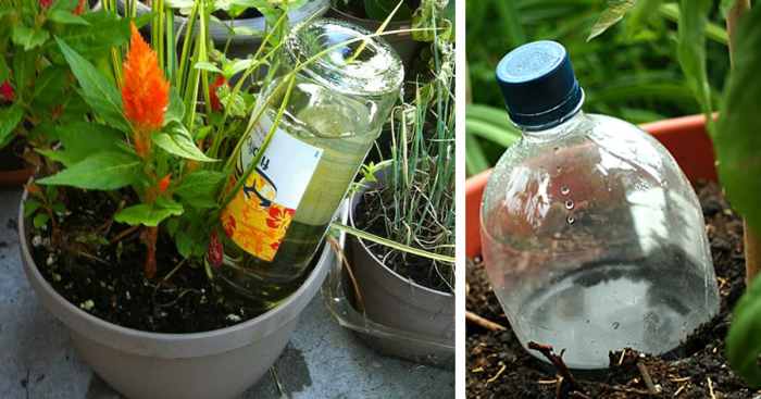 How to water outdoor plants while away