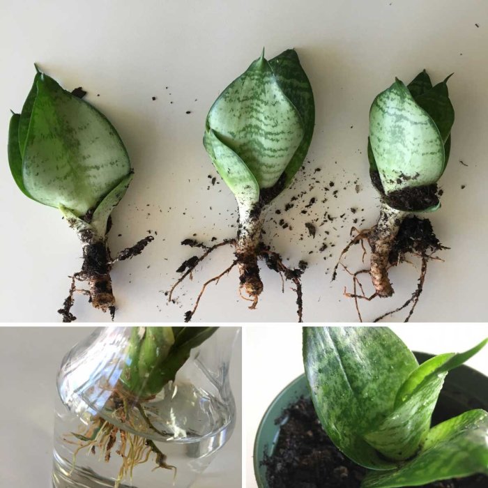 How to propagate a snake plant in water