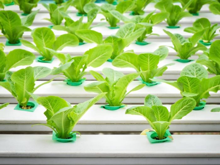 Hydroponic hydroponically grow herbs veggies proven