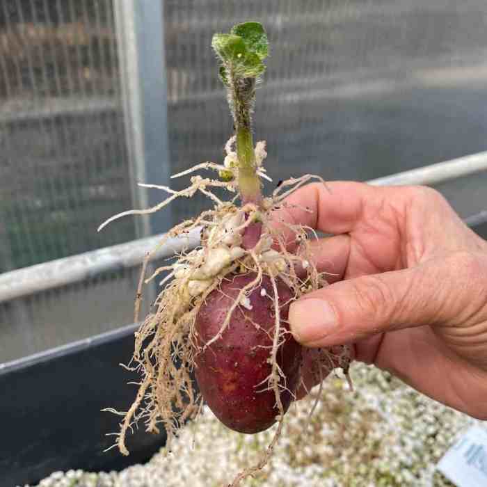 Sweet potatoes grow growing potato plant plants path root start soil look tubers slips red brown thin gardener own gardenerspath