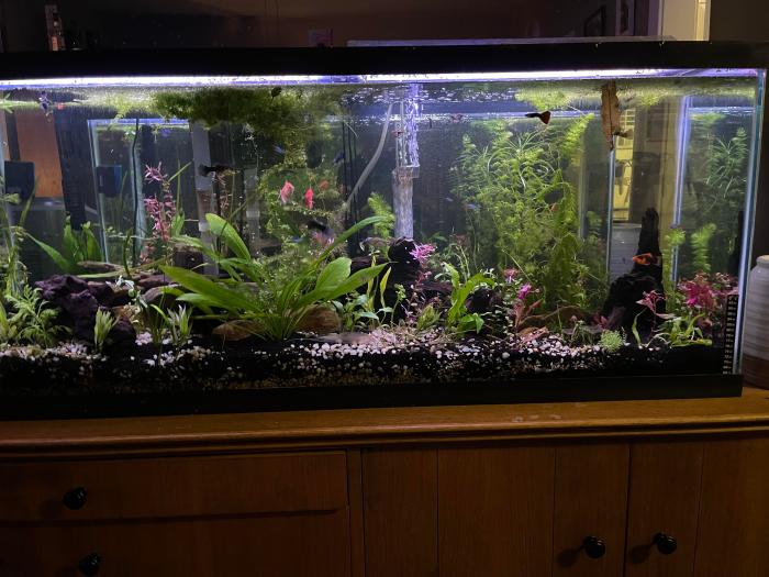 Is fish aquarium water good for plants