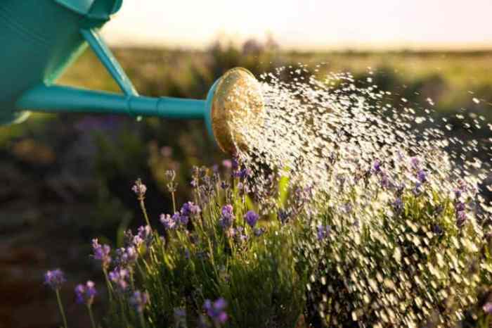 How often do you water lavender plants