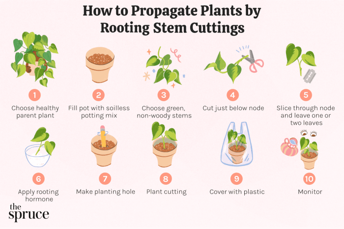 How to clone a plant with water