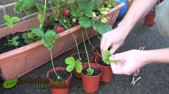 How to water strawberry plants