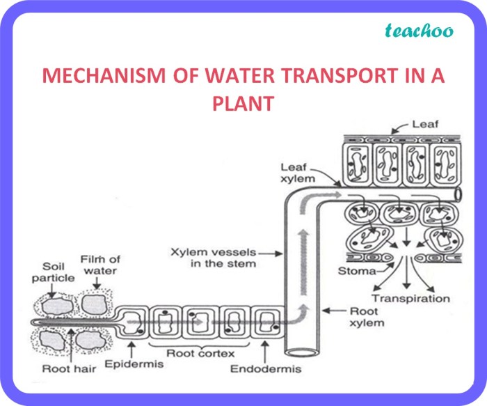 What does water do for the plant