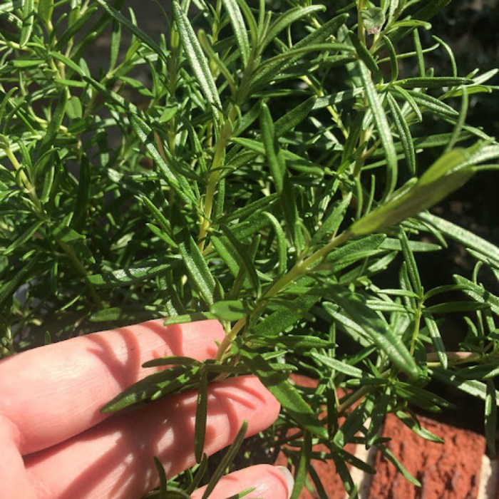 How often should you water a rosemary plant