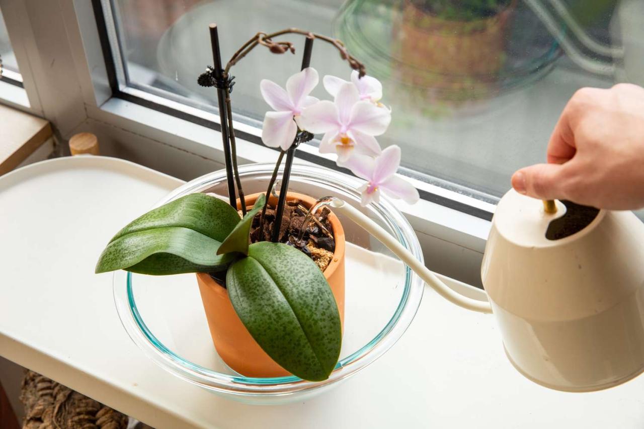 How often do you water an orchid plant