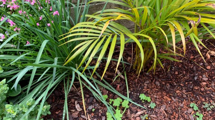 How often to water a palm plant